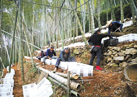 深挖丛林“钱库”，浙江林下生“金”