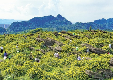 沉庆秀山：一朵山银花，开放19亿元综合产值